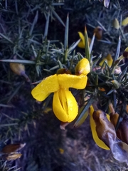 Ulex europaeus