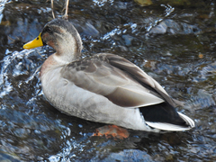 Anas platyrhynchos × zonorhyncha