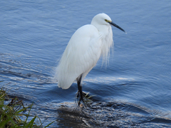 Egretta garzetta