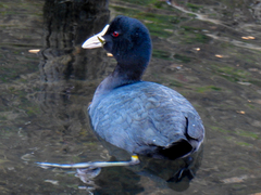 Fulica atra