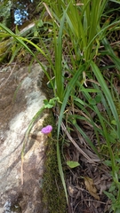 Oxalis obliquifolia