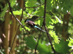 Nectarinia famosa famosa