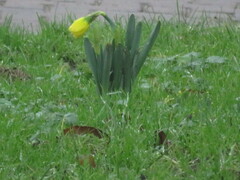 Narcissus pseudonarcissus