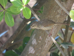 Prinia maculosa maculosa