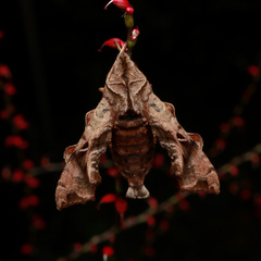 Neogurelca himachala