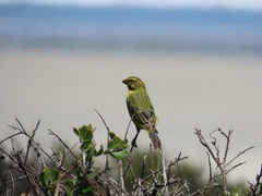 Crithagra flaviventris