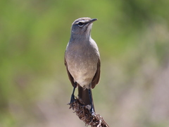 Cercotrichas coryphoeus