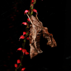 Neogurelca himachala