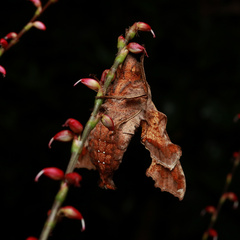 Neogurelca himachala