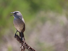 Cercotrichas coryphoeus