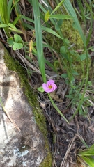 Oxalis obliquifolia
