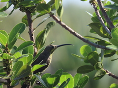 Nectarinia famosa famosa