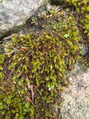 Schistidium crassipilum