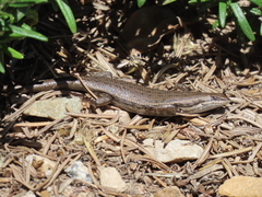 Trachylepis variegata