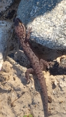 Hemidactylus robustus