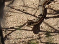Psammophis notostictus