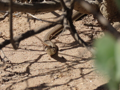 Psammophis notostictus
