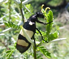 Hycleus oculatus