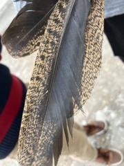 Antrostomus arizonae