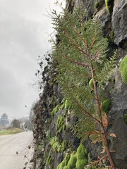 Platycladus orientalis