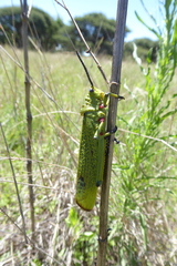 Phymateus viridipes