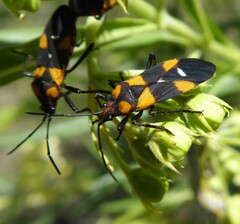 Oncopeltus famelicus