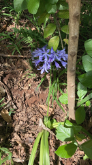 Agapanthus praecox