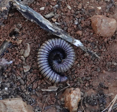 Ommatoiulus rutilans