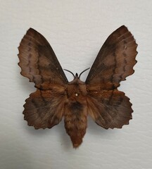 Gastropacha quercifolia