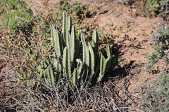Stapelia grandiflora