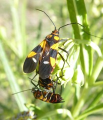 Oncopeltus famelicus