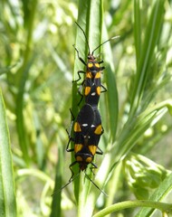 Oncopeltus famelicus