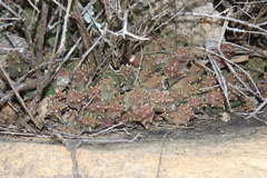 Piaranthus