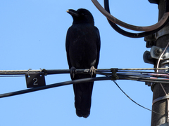 Corvus macrorhynchos
