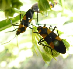 Oncopeltus famelicus