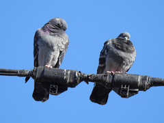 Columba livia domestica