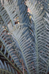 Encephalartos