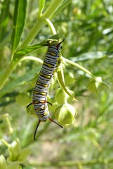 Danaus chrysippus orientis