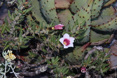 Pachypodium bispinosum