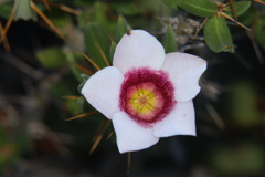 Pachypodium bispinosum