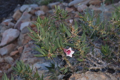 Pachypodium bispinosum