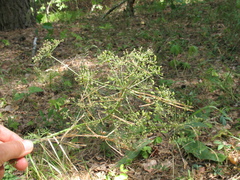 Aulacospermum multifidum