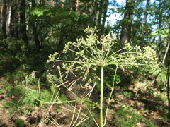 Aulacospermum multifidum