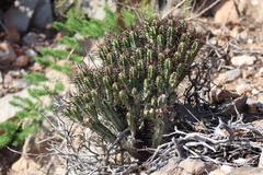 Euphorbia heptagona