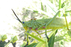Phymateus viridipes