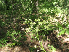 Aulacospermum multifidum