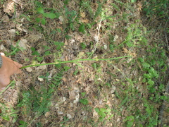 Aulacospermum multifidum