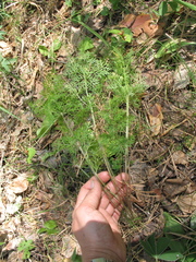 Aulacospermum multifidum