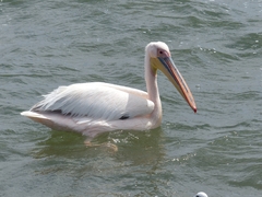 Pelecanus onocrotalus