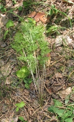 Aulacospermum multifidum